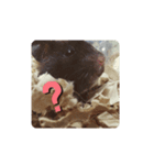クロハムスタンプ（個別スタンプ：2）