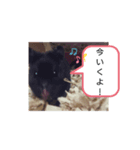 クロハムスタンプ（個別スタンプ：3）