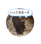 クロハムスタンプ（個別スタンプ：4）