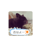 クロハムスタンプ（個別スタンプ：5）