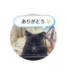 クロハムスタンプ（個別スタンプ：7）