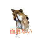 柴犬「りんご」（個別スタンプ：1）