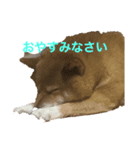柴犬「りんご」（個別スタンプ：2）