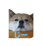 柴犬「りんご」（個別スタンプ：3）