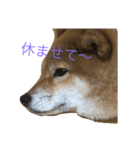 柴犬「りんご」（個別スタンプ：4）