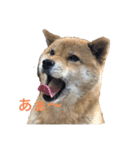柴犬「りんご」（個別スタンプ：5）
