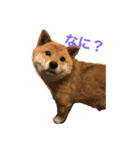 柴犬「りんご」（個別スタンプ：6）