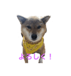 柴犬「りんご」（個別スタンプ：7）