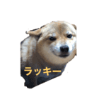 柴犬「りんご」（個別スタンプ：8）