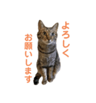 えん＆しらす＆ごましお（個別スタンプ：1）