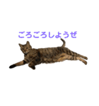 えん＆しらす＆ごましお（個別スタンプ：4）