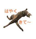 えん＆しらす＆ごましお（個別スタンプ：5）