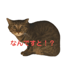 えん＆しらす＆ごましお（個別スタンプ：6）