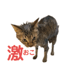 えん＆しらす＆ごましお（個別スタンプ：7）
