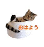 えん＆しらす＆ごましお（個別スタンプ：9）
