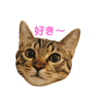 えん＆しらす＆ごましお（個別スタンプ：15）