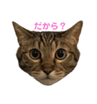 えん＆しらす＆ごましお（個別スタンプ：16）