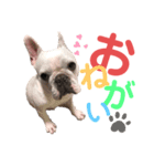 鼻ぺちゃ犬（個別スタンプ：1）