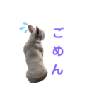 鼻ぺちゃ犬（個別スタンプ：2）