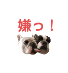 鼻ぺちゃ犬（個別スタンプ：3）