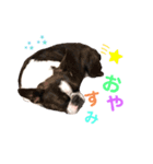 鼻ぺちゃ犬（個別スタンプ：5）