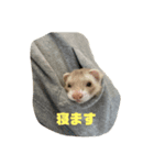 フェレットの日常生活（個別スタンプ：1）
