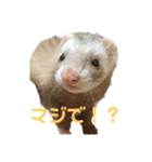 フェレットの日常生活（個別スタンプ：5）