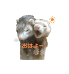 フェレットの日常生活（個別スタンプ：8）