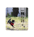 黒柴といっしょ（個別スタンプ：30）