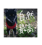 黒柴といっしょ（個別スタンプ：32）
