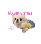 ゆめきち①（個別スタンプ：5）