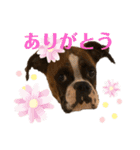 ボクサー犬:小梅ちゃん（個別スタンプ：1）