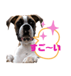 ボクサー犬:小梅ちゃん（個別スタンプ：4）