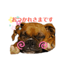 ボクサー犬:小梅ちゃん（個別スタンプ：5）