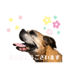 ボクサー犬:小梅ちゃん（個別スタンプ：6）