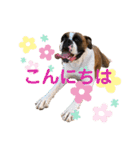 ボクサー犬:小梅ちゃん（個別スタンプ：7）
