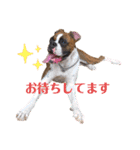 ボクサー犬:小梅ちゃん（個別スタンプ：8）