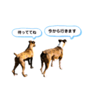 ボクサー犬:小梅ちゃん（個別スタンプ：11）