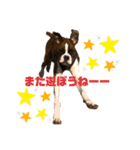 ボクサー犬:小梅ちゃん（個別スタンプ：12）