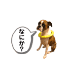 ボクサー犬:小梅ちゃん（個別スタンプ：14）