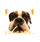 ボクサー犬:小梅ちゃん（個別スタンプ：16）