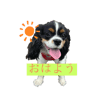 キャバリアのハル☀︎（個別スタンプ：3）