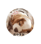 キャバリアなつ（個別スタンプ：2）