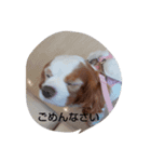 キャバリアなつ（個別スタンプ：9）