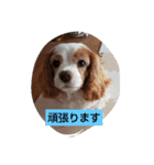 キャバリアなつ（個別スタンプ：15）