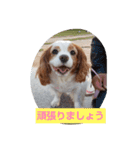 キャバリアなつ（個別スタンプ：16）