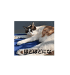 おれ、まろ（個別スタンプ：2）