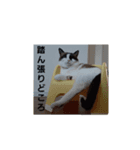 おれ、まろ（個別スタンプ：6）