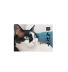 おれ、まろ（個別スタンプ：8）