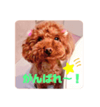 トイプードルリズム‎（個別スタンプ：3）
